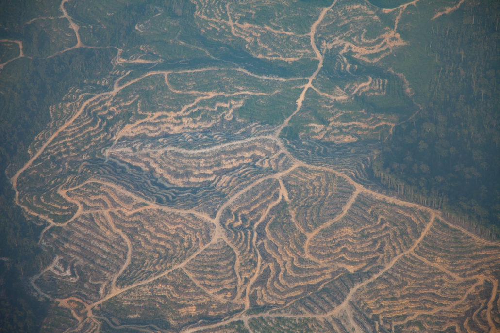 Deforestation Martin Holland Sanduki Expedition Borneo